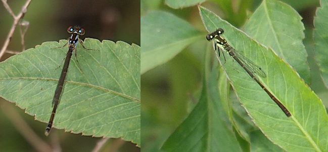[Two photos spliced together. The damselfly on the left has blue eye spots and blue exclamation on its back and a blue belly while the one on the right has light green coloring instead of blue. Both are perched on leaves. The clear wings with black outlines are visible only on the damselfly on the right due to the angle of the photos.]